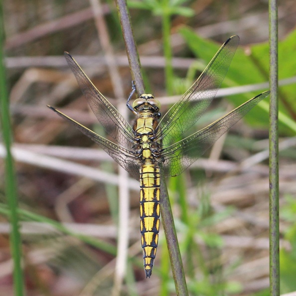 Immature male, Bookham Common 3.06.17 IMG_8617 1000 BtSk imm m BC 30617.jpg